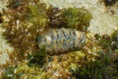 Chiton - Rough-girdled Chiton - Ceratozona hemphii