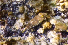 Pufferfish - Bandtail Puffer - Sphoeroides spengleri