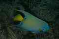 Angelfish - Queen Angelfish - Holacanthus ciliaris