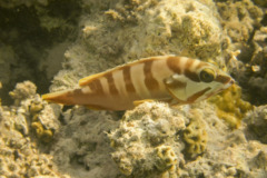 Groupers - Blacktip Grouper - Epinephelus fasciatus