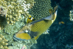 Triggerfish - Titan Triggerfish - Balistoides viridescens