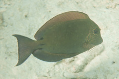 Surgeonfish - Dusky Surgeonfish(Brown Surgeonfish) - Acanthurus nigrofuscus