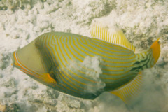 Triggerfish - Orange-striped Triggerfish - Balistapus undulatus