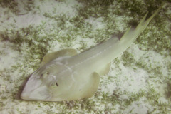 Guitarfish - Halavi's Guitarfish - Rhinobatos halavi