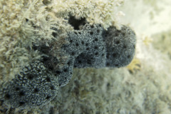 Sponges - Arabian crust-sponge - Hemimycale arabica