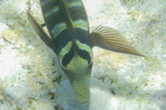 Surgeonfish - Desjardini Sailfin Tang - Zebrasoma desjardinii