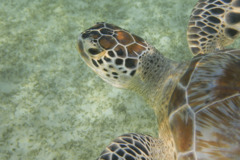 Turtle - Green Sea Turtle - Chelonia mydas