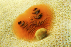 Tube Worms - Christmas Tree Worm - Spirobranchus giganteus