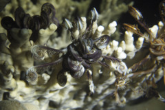 Mariametridae - Klunzinger's feather star - Lamprometra klunzingeri