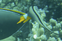 Surgeonfish - Elegant Unicornfish - Naso elegans