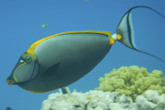 Surgeonfish - Elegant Unicornfish - Naso elegans