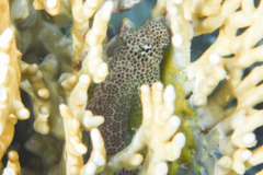 Blennies - Leopard blenny - Exallias brevis