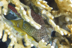 Blennies - Leopard blenny - Exallias brevis