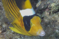 Butterflyfish - Striped Butterflyfish(Red Sea Racoon Butterflyfish) - Chaetodon fasciatus