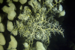 Gorgonocephalidae - Basket Star - Astroboa nuda