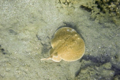 Electric Rays - Panther Electric Ray - Torpedo panthera