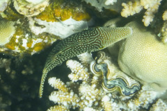 Pufferfish - Red Sea Toby - Canthigaster margaritata