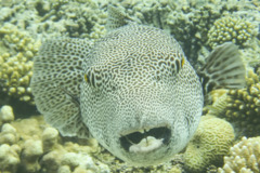 Pufferfish - Star Puffer - Arothron stellatus