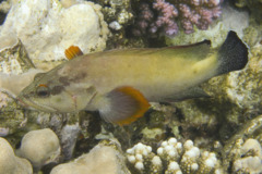 Groupers - Half-spotted Grouper - Cephalopholis hemistiktos