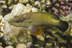 Groupers - Half-spotted Grouper - Cephalopholis hemistiktos