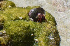 Crabs - Orange Claw Hermit Crab - Calcinus tibicen