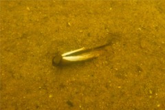 Bivalve Mollusc - Atlantic Jackknife Clam - Ensis directus