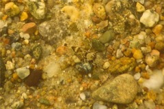Shrimps - Sevinspine Bay Shrimp - Crangon septemspinosa