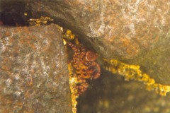 Crabs - Asian Shore Crab - Hemigropsus sanguineus