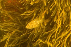 Flounders - Summer Flounder - Paralichthys dentatus