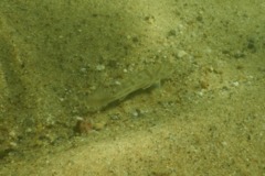 Drums - Northern Kingfish - Menticirrhus saxatilis