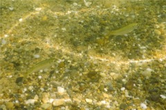 Herrings - Atlantic Herring - Clupea harengus
