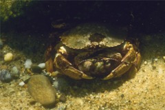 Crabs - Atlantic Rock Crab - Cancer irroratus