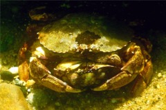 Crabs - Atlantic Rock Crab - Cancer irroratus