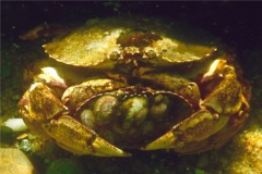 Crabs - Atlantic Rock Crab - Cancer irroratus