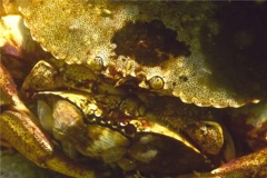 Crabs - Atlantic Rock Crab - Cancer irroratus