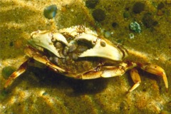 Crabs - Atlantic Rock Crab - Cancer irroratus