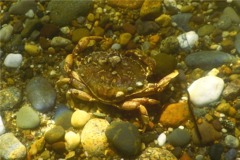 Crabs - Atlantic Rock Crab - Cancer irroratus