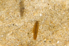 Isopods - Baltic Isopod - Idotea baltica