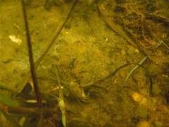 Crabs - Say Mud Crab - Dyspanopeus sayi