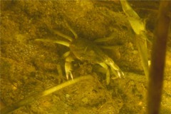 Crabs - Say Mud Crab - Dyspanopeus sayi