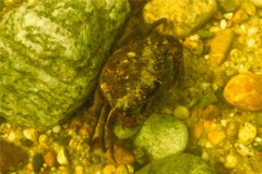 True Crabs - European Green Crab - Carcinus maenas