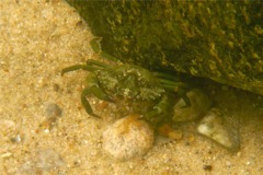 True Crabs - European Green Crab - Carcinus maenas