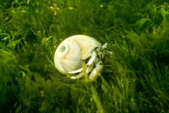 Crabs - Long Clawed Hermit Crab - Pagurus longicarpus