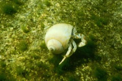 Crabs - Long Clawed Hermit Crab - Pagurus longicarpus