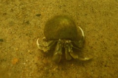 Crabs - Long Clawed Hermit Crab - Pagurus longicarpus