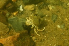 Crabs - Long Clawed Hermit Crab - Pagurus longicarpus