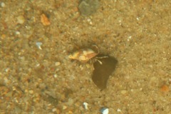 Crabs - Long Clawed Hermit Crab - Pagurus longicarpus