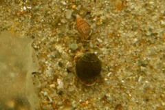 Crabs - Long Clawed Hermit Crab - Pagurus longicarpus