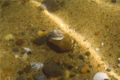 Sea Snails - Common Atlantic Slippersnail - Crepidula fornicata