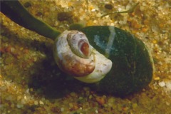 Sea Snails - Common Atlantic Slippersnail - Crepidula fornicata